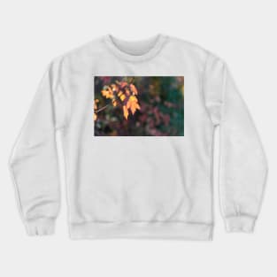 Little Autumn Leaves Glowing in Sunlight Crewneck Sweatshirt